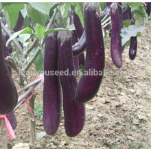 JE01 high quality hybrid purple eggplant seeds for hot sales